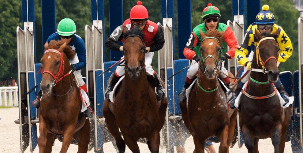 American Greyhound Racing | Greyhound Racetrack, Live Racing ...