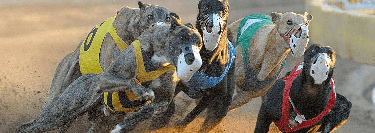 American Greyhound Racing Greyhound Racetrack, Live Racing