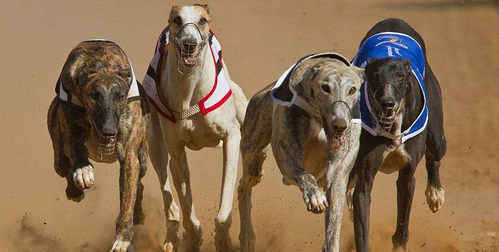 Greyhound Racing Dogs