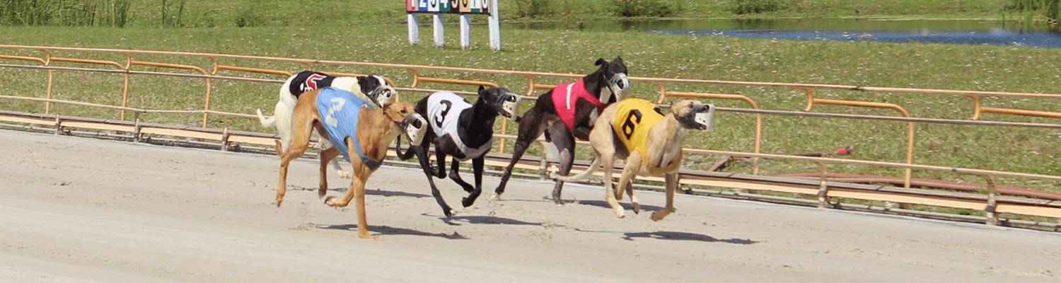 Greyhound Dogs Racing | Player Rewards Club