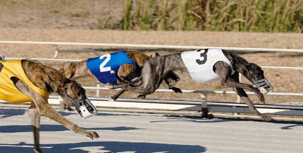 Greyhound Dog Racing | OTB