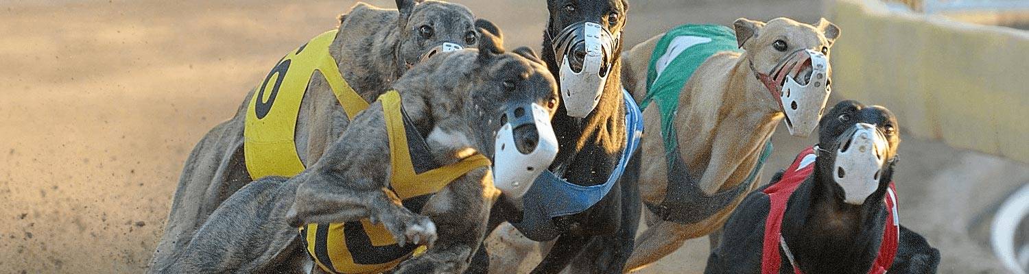 Greyhound Dogs Racing | OTB