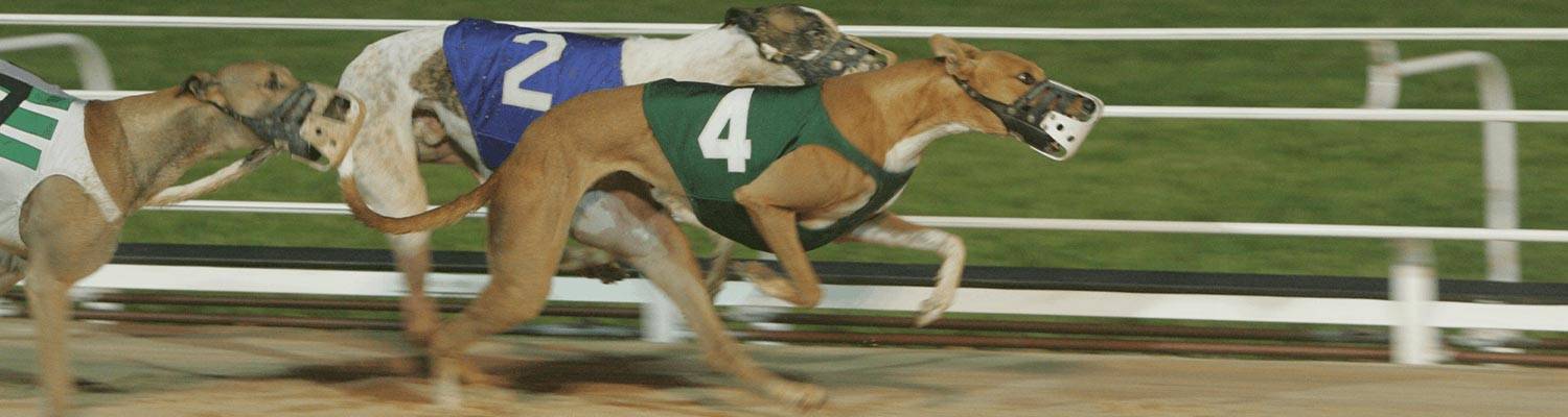 Greyhound Dogs Racing | OTB - How to Wager