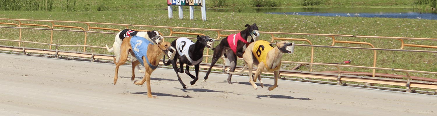Greyhound Dogs Racing | Player Rewards Club